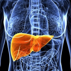 Roche Pharmaceuticals подтвердила эффективность 3D-биопечатных образцов печени Organovo