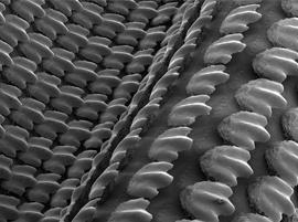 3D-печатная акулья кожа