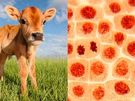 Modern Meadow получила $10 миллионов на 3D-печать идеальной кожи