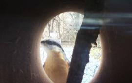 Printednest вернет птиц в города с помощью 3D-печати