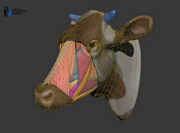 Самарский медуниверситет представил 3D-атлас для изучения анатомии коровы