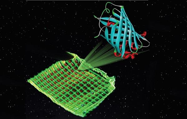 Созданы 3D-печатные биодисплеи на люминесцентных протеинах