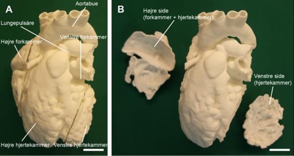 3D-печатные модели могут перевернуть наше представление об анатомии животных