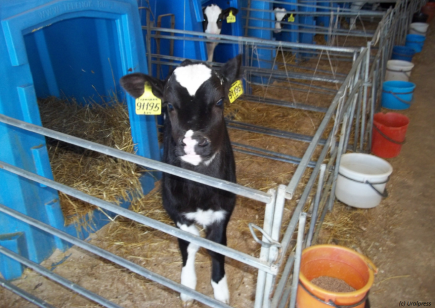 Буренки и 3D-принтеры: как южноуральские животноводы повышают рентабельность молочного производства