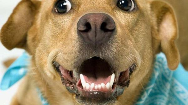 3D-печатный собачий нос многократно повысил эффективность детектора паров