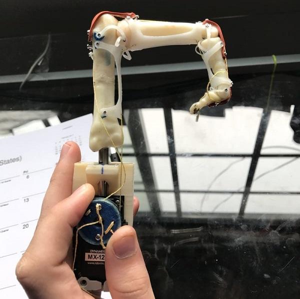 Школьники создали 3D-печатную биомиметическую роборуку