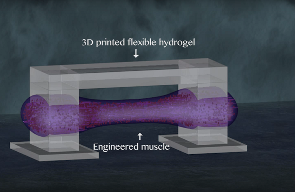 Американские ученые поделились инструкцией по 3D-печати биороботов