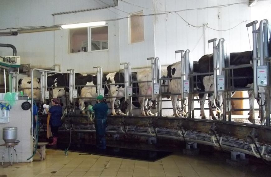 Буренки и 3D-принтеры: как южноуральские животноводы повышают рентабельность молочного производства
