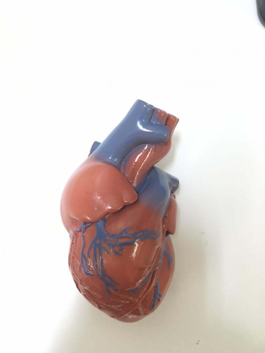 Анатомическая модель сердца человека