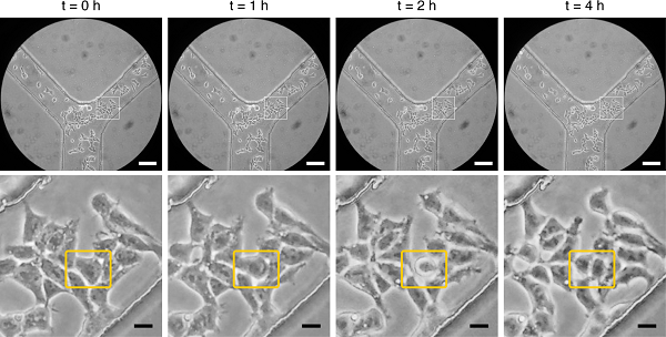 Большая наука на маленьком бюджете, или Как шведские ученые сконструировали 3D-печатный микроскоп