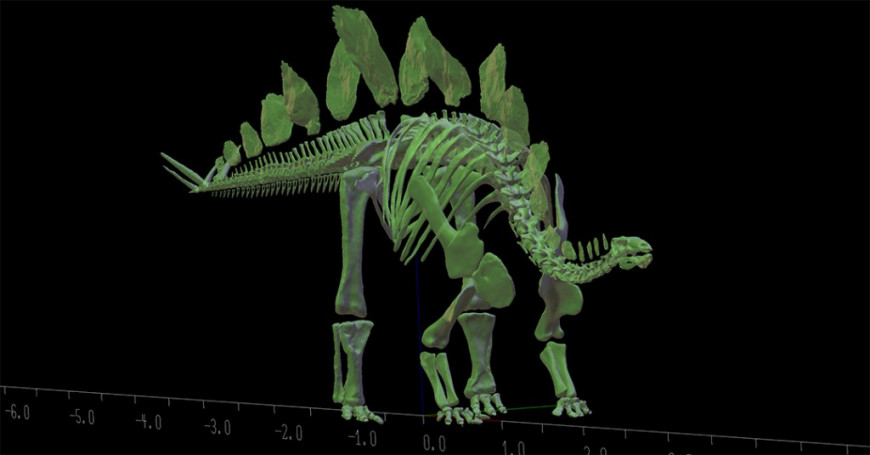 Сотрудники Лондонского музея естествознания отсканировали и напечатали на 3D-принтере скелет стегозавра