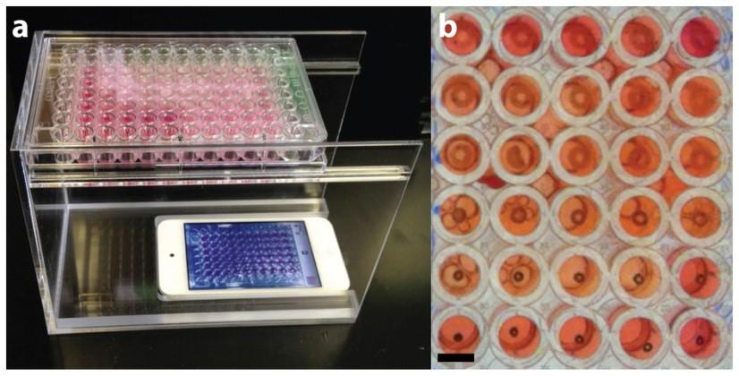Технология 3D-биопечати помогла совершить прорыв в исследовании рака груди