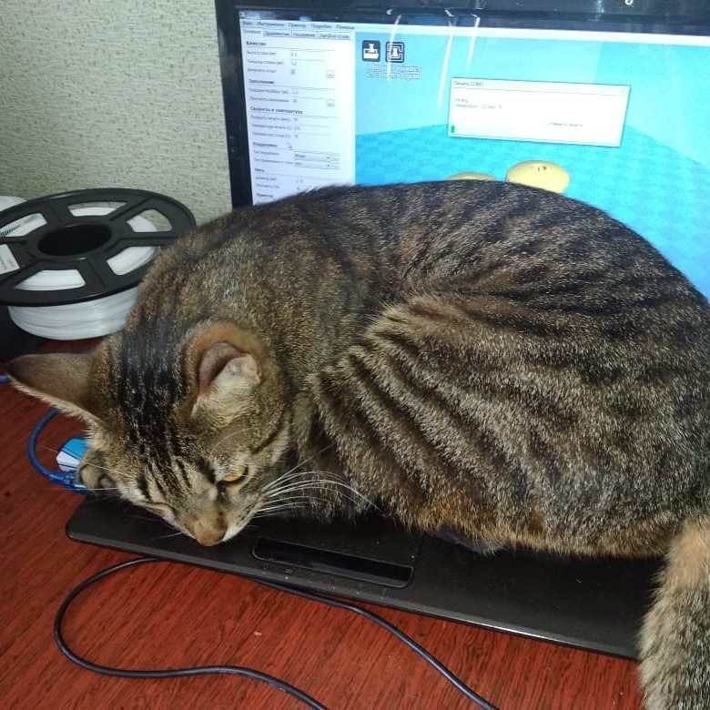 Кошачий беспредел Кошачий беспредел