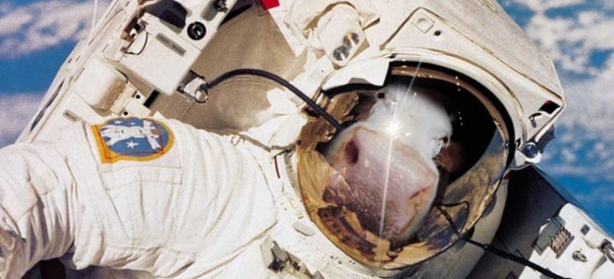 Подальше от веганов: компания 3D Bioprinting Solutions займется 3D-печатью мяса в космосе