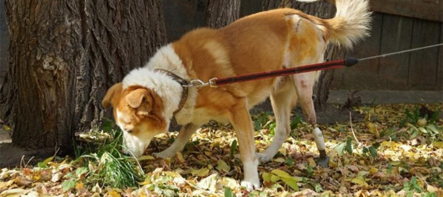 Новосибирские ветеринары вживили дворняжке напечатанную на 3D-принтере лапу