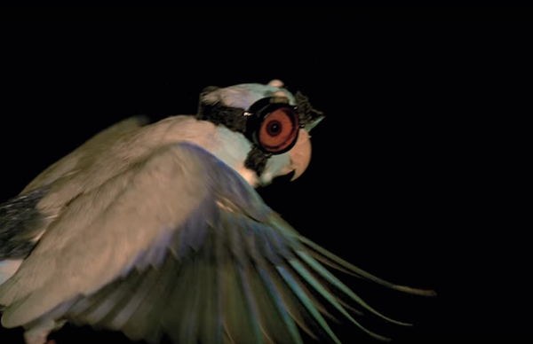 Лазеры, аэродинамика и попугаи в 3D-печатных очках