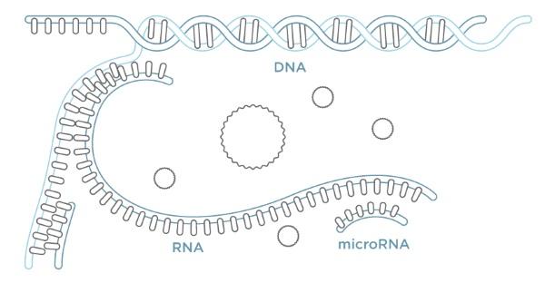 Напечатанное на 3D-принтере устройство microRNA miroculus выявляет рак на раннем этапе развития