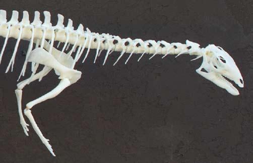 Палеонтологи напечатали на 3D-принтере копию костей дриозавра длиной 127 см