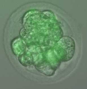 3D-печать совершила прорыв в области исследования эмбриональных стволовых клеток
