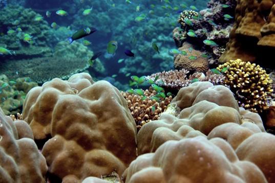 Ученые создают 3D-модели коралловых рифов с помощью AutoDesk ReCap и подводной камеры
