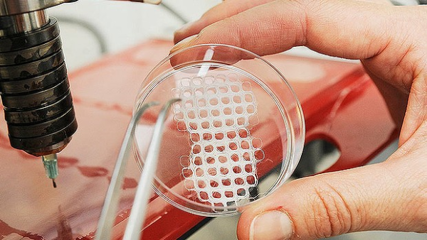 3D печатный клеточный каркас. Фотография: Технологический Университет Квинсленда
