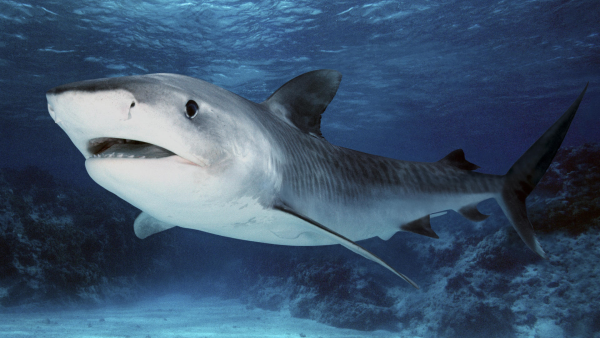 Почему акула плавает так быстро? 3D-печатная искусственная кожа акулы поможет раскрыть тайну