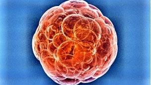 Стволовые клетки могут превращаться в любую человеческую ткань
