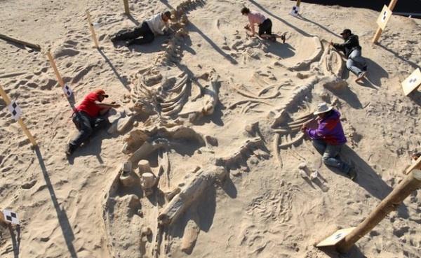 Археологи нашли окаменелости кита