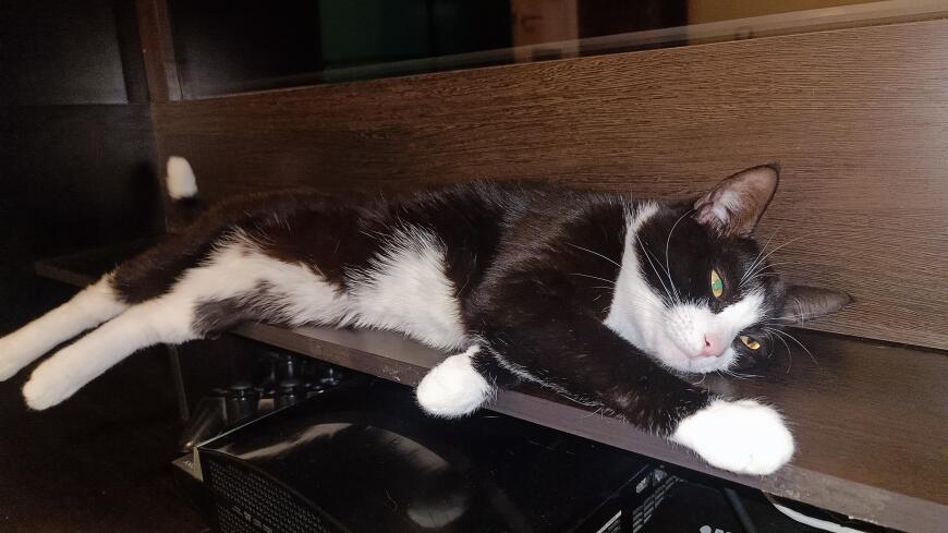 Электронная кормушка для кота в двух актах Электронная кормушка для кота в двух актах