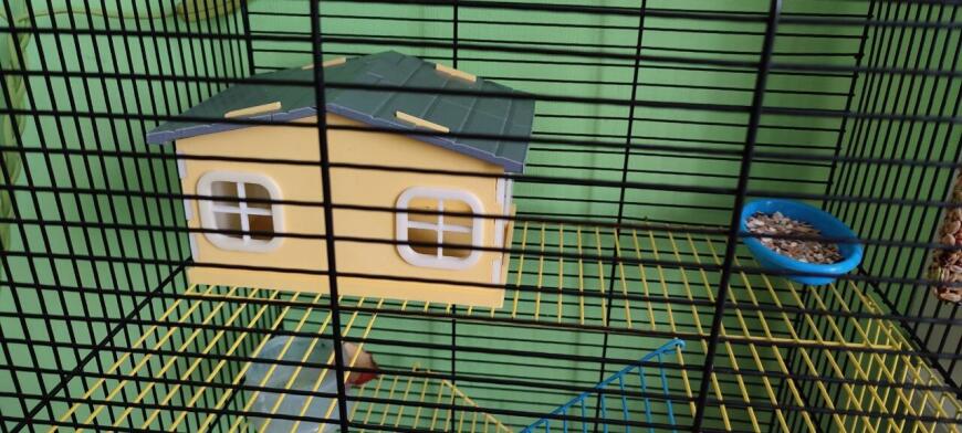 Домик для домашних грызунов: хомяков или крыс