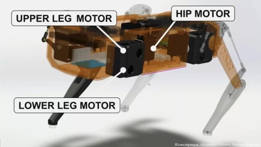 Австралийские студенты создали бюджетный аналог робособаки Spot