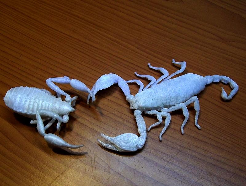 Скорпион и ложноскорпион