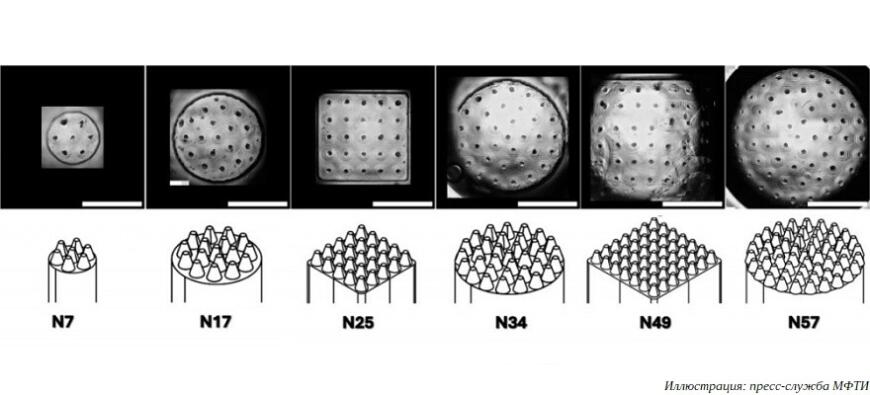 В МФТИ разработали усовершенствованную методику выращивания клеточных сфероидов