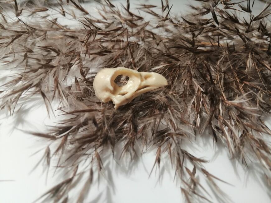 Соколиные черепа