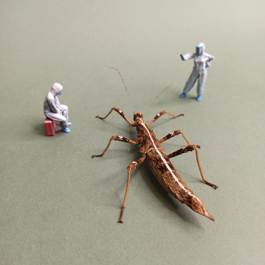 Новый, Новый,