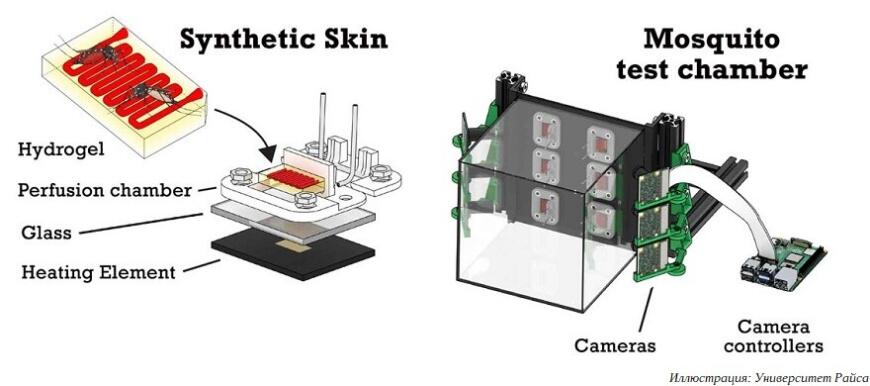 3D-печатные имитаторы кожи и сосудов помогают изучать передачу болезней комарами