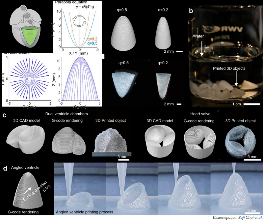 Гарвардские ученые создали 3D-печатный имитатор сердечных тканей Гарвардские ученые создали 3D-печатный имитатор сердечных тканей