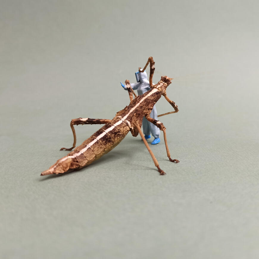 Новый, Новый,