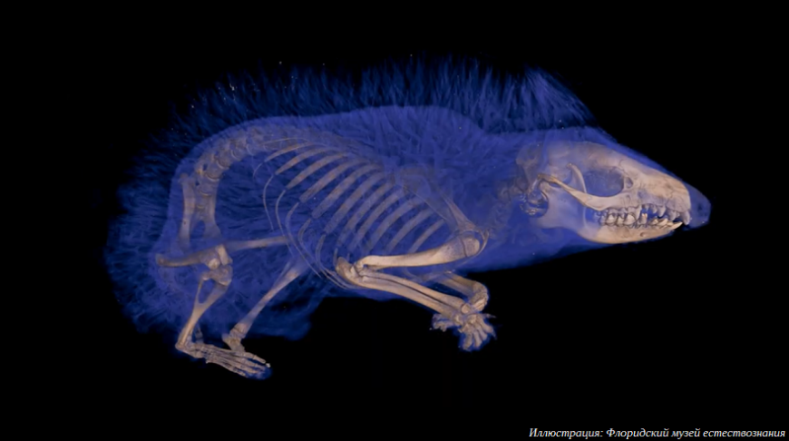 Американские ученые выложили в открытый доступ более тринадцати тысяч 3D-моделей животных