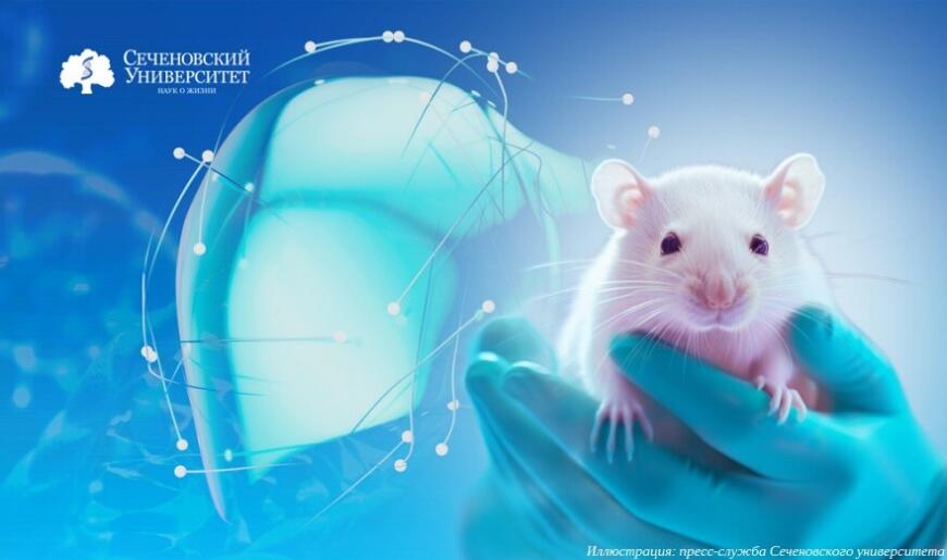 В Сеченовском университете пересадили лабораторной мыши 3D-печатный фрагмент печени