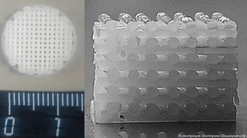 Красноярские ученые разработали биоразлагаемые 3D-печатные каркасы для регенерации костных тканей