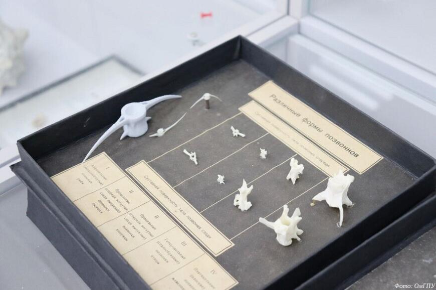 Омские студенты создают 3D-печатные модели позвонков животных