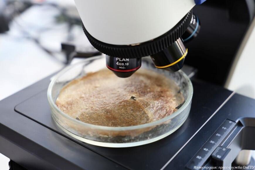 Ученые ОмГТУ разрабатывают кожный заменитель из чайного гриба Ученые ОмГТУ разрабатывают кожный заменитель из чайного гриба