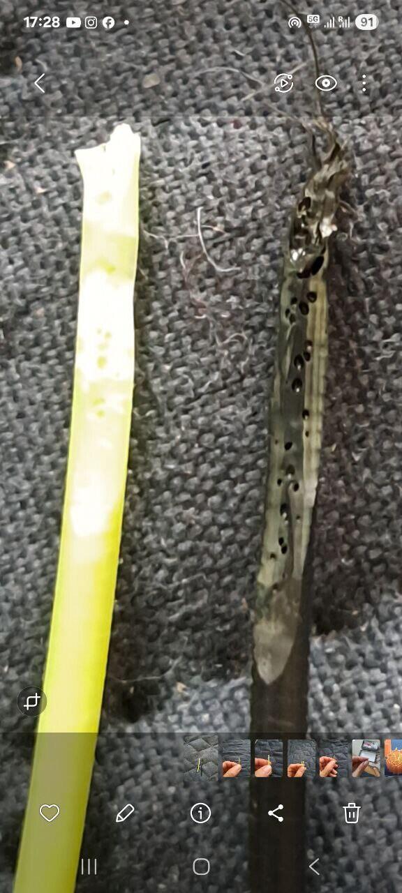 Отвратительный неоднородный филамент с воздушными пустотами. Отвратительный неоднородный филамент с воздушными пустотами.