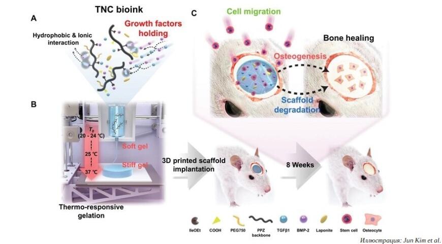 Корейские ученые разработали более безопасные биочернила для 3D-печати регенеративных имплантатов