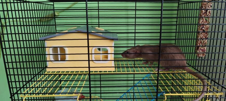 Домик для домашних грызунов: хомяков или крыс