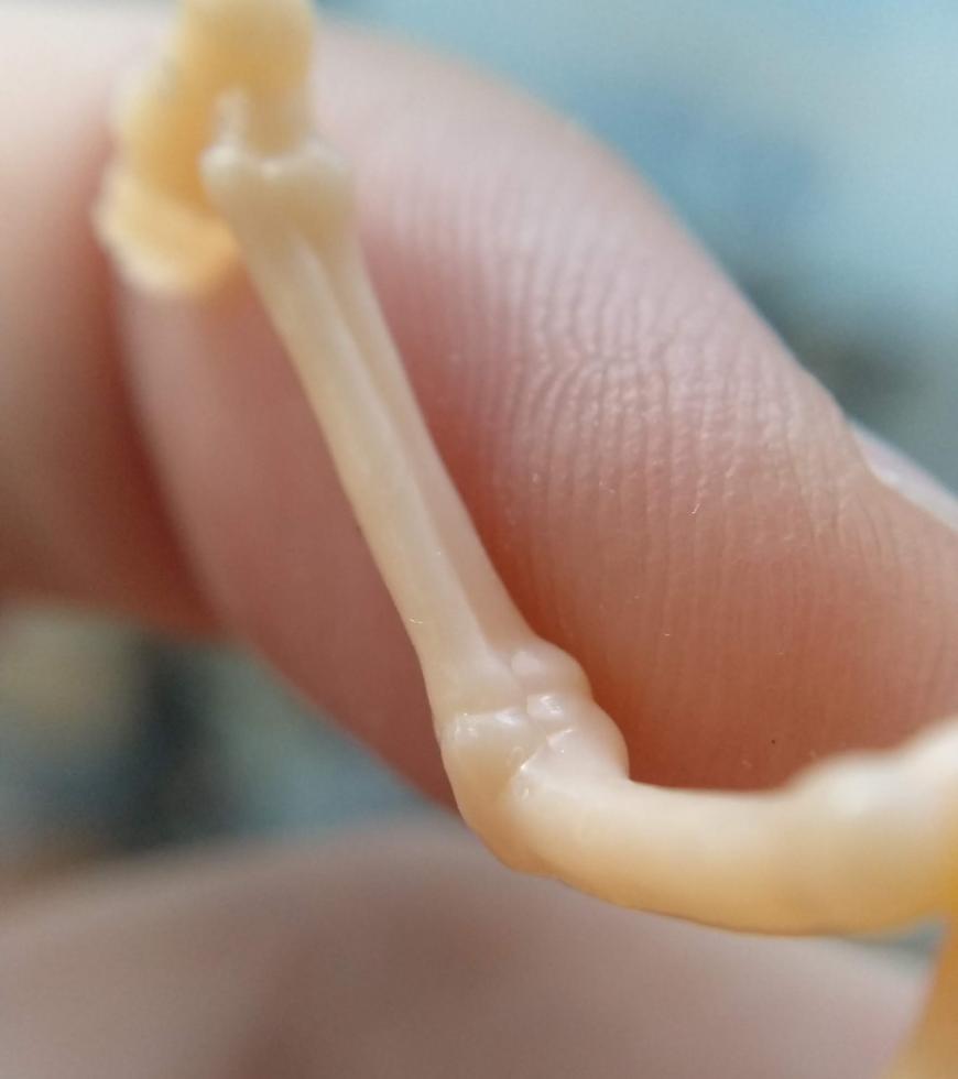 Боевой скелет