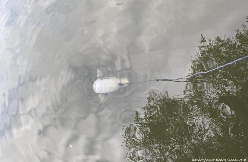 В Университете Суррея сконструировали 3D-печатную роборыбу для сбора микропластика