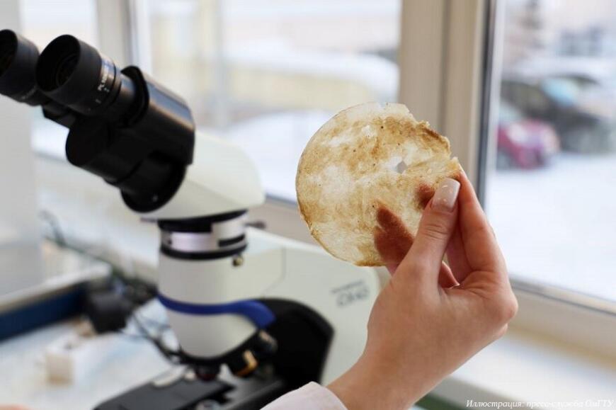 Ученые ОмГТУ разрабатывают кожный заменитель из чайного гриба Ученые ОмГТУ разрабатывают кожный заменитель из чайного гриба