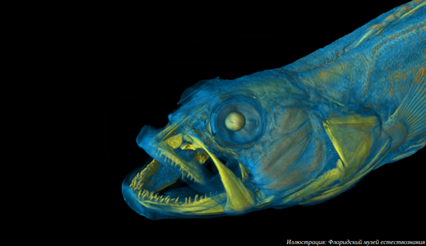 Американские ученые выложили в открытый доступ более тринадцати тысяч 3D-моделей животных